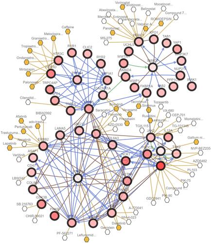 Figure 7 Network of key genes and anti-cancer drugs. The network contained 50 genes (4 key genes and their 46 most frequently altered neighbor genes). Relationships between these genes and anti-cancer drugs (hollow hexagon) were also illustrated. Yellow hexagons indicate the FDA approved anti-cancer drugs. PTK2B and IL1B were the targets of anti-cancer drugs including genistein, leflunomide and gallium nitrate.