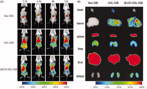 Figure 5. In vivo (A) and ex vivo (B) fluorescent images of B16 tumor-bearing mice treated with free DiR, SSL-DiR or iRGD-SSL-DiR. The distribution of fluorescent formulations at different time points after administration is shown. Tumor regions were located in the armpit of right forelimbs, as indicated by arrows.