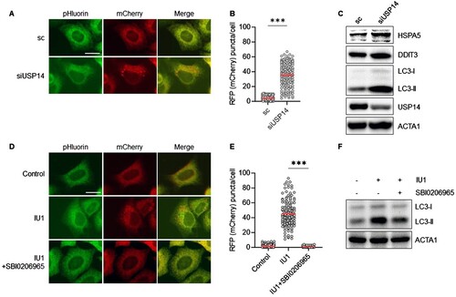 Figure 2. Knockdown of USP14 induces ER-phagy in HepG2 cells. (A–C) HepG2/mCherry-pHluorin-KDEL cells were transiently transfected with siRNA targeting USP14 (siUSP14) and were then fixed for imaging under a fluorescence microscope (A) scale bar: 20 um; the numbers of puncta pHluorin(−) and mCherry(+)-labeled autolysosomes per cell were counted by assessing approximately 150 cells (B); reduced expression of USP14 by siRNA was verified by Western blotting with the indicated antibodies (C); (D–F) HepG2/mCherry-pHluorin-KDEL cells were treated IU1 with and without SBI0206965 (10 µM) for 24 h. The cells were fixed for imaging under a fluorescence microscope (D). Scale bar: 20 um; the number of puncta pHluorin(−) and mCherry(+) per cell was counted by assessing approximately 150 cells (E); then, the cells were harvested for Western blotting analysis with the indicated antibodies (F). The data are presented as the mean as the mean ± SD. **p < 0.01 and ***p < 0.001, by the Student’s t test (B) and one-way ANOVA with the Bonferroni post hoc test (E).