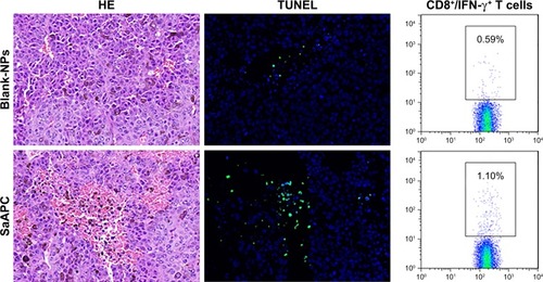 Figure 10 EaAPCPEG/CD47 caused extensive necrosis and apoptosis in melanoma tissues and increased IFN-γ-producing CTLs in spleens. On day 28 (17 days after final infusion of aAPCs or Blank-NPs), the melanoma tissues were collected from each treatment group, embedded in paraffin and sectioned, then followed by H&E staining and TUNEL fluorescence staining. Representative images from three individual mice per group were presented at 400× magnification. The positive cells in TUNEL staining were quantified using Image J software. Five fields were measured for each image, along with statistical analyses across groups. On day 14, spleen lymphocytes were collected from each mouse, co-cultured with TRP2180-188 peptide for 21 hours, and followed by intracellular IFN-γ staining. The percentages of IFN-γ+/CD8+ T cells were analyzed by flow cytometry, along with the statistical analyses of differences across groups; n=3; *P<0.05, **P<0.01, ***P<0.001, and ****P<0.0001.Abbreviations: CTL, cytotoxic T lymphocyte; NP, nanoparticle; aAPC, artificial antigen-presenting cell; EaAPCPEG, PEGylated nanoellipsoidal aAPC; IFN, interferon; SaAPC, nanospherical aAPCs; EaAPC, nanoellipsoidal aAPC; EaAPCPEG/CD47, PEGylated and CD47-conjugated nanoellipsoidal aAPCs.