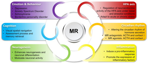 Figure 2. Overview of MR functions in the brain. In the brain, MR regulates the HPA axis activity and circadian rhythm, modulates neurogenesis, participates in neuroinflammation and affects mood, behavior, and cognition.
