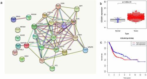 Figure 3. The STRING database showed that COL6A1 was a hub gene in protein–protein interaction network analysis (PPI) (a). COL6A1 was highly expressed in BC tissues, and COL6A1 expression was significantly higher in tumor tissues than in normal tissues in TCGA-BLCA cohort and GSE13507 cohort (p = 1.355e-04) (b). Survival analysis showed that the overall survival rate of patients with high COL6A1 expression in TCGA-BLCA cohort and GSE13507 cohort was poor (P = 0.044) (c).