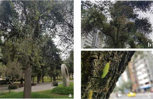 Figure 4. Host plant of Catasticta flisa duna, the mistletoe Phoradendron nervosum, parasitizing Prunus serotina in Quito, (a) Parque la Carolina; (b) Clumps of mistletoe on Avenida los Shyris; (c) Pupa on the bark of the host tree in the median area of the busy Avenida de los Shyris