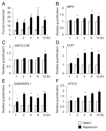 Figure 9. Time-course analysis of puncta formation and ATG gene expression changes in rapamycin-treated HeLa cells. (A) HeLa/GFP-LC3B cells were treated with DMSO (white bar) or 250 nM of rapamycin (black bar) for the indicated time period (h) and the number of puncta per cell was counted. The bars indicate the mean ± SD of 100, 112, 101, 123, 95, 101, 102, 98, 100, and 110 cells, respectively (bars from left to right). HeLa cells were treated with 250 nM of DMSO (white bar) or rapamycin (black bar) for the indicated time period (h), and quantitative RT-PCR was performed to determine the WIPI1 (B), MAP1LC3B (C), ULK1 (D), GABARAPL1 (E), and ATG13 (F) mRNA levels. The means ± SDs are shown as the relative fold-induction when the values obtained in DMSO-treated cells were set as 1. The GAPDH level was used as an internal standard. *P < 0.05 (5 areas for puncta formation assay and n = 2 for quantitative RT-PCR).