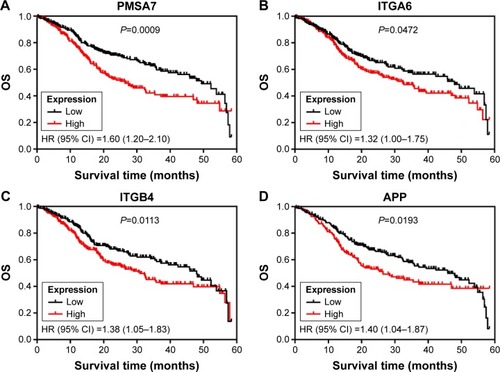 Figure 3 Kaplan–Meier curves depicting OS in the TCGA HNSCC cohort with high and low expression of PMSA7 (A), ITGA6 (B), ITGB4 (C) and APP (D), respectively. Abbreviations: OS, overall survival; HNSCC, head and neck squamous cell carcinoma; HR, hazard ratio; CI, confidence interval.