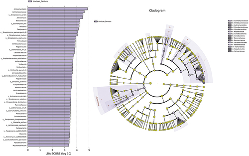 Figure 5.  The LEfSe analysis indicated a higher abundance of 48 taxa in the unclean prosthesis group than in clean prostheses. The brightness of each point was proportional to the size of its effect.