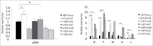 Figure 10. M of GD-SH-01 increases the transcription and replication abilities of rHEP-shM in SK cells. Cells were infected with HEP-Flury, GD-SH-01, and chimeric RABV for 48 h before the gRNA and the transcript abundances of N, P, M, G, and L were analyzed by qRT-PCR and calculated with the 2−ΔΔCt method. Mean ± SD of 3 independent experiments. Two-way ANOVA: *, P< 0.05; **, P < 0.01; ***, P < 0.001;#, P > 0.05.