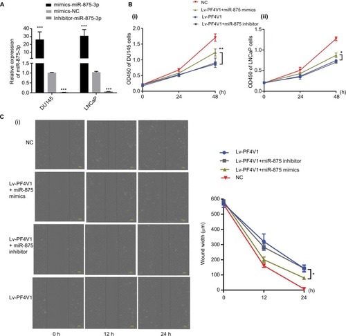 Figure 6 MiR-875-3p can derepress the effects on PCa cells proliferation, migration, and invasion from PF4V1.Notes: (A) The relative expression of miR-875-3p was investigated by qRT-PCR in PCa cell lines DU145 and LNCaP after the miR-875-3p mimics/inhibitor transfection. (B) The effects of miR-875-3p and PF4V1 on the proliferation of (i) DU145 and (ii) LNCaP cells were evaluated by CCK-8 tests. (C) The effects of miR-875-3p and PF4V1 on the migration of (i) DU145 and (ii) LNCaP cells were evaluated by wound healing assays. (D) The effects of miR-875-3p and PF4V1 on the invasion of (i) DU145 and (ii) LNCaP cells were evaluated by Transwell® assays with Matrigel®. The results were acquired from three independent experiments, and error bars represent mean and SD (Student’s t-test, *P<0.05, **P<0.01, ***P<0.001).Abbreviations: CCK-8, Cell Counting Kit-8; NC, negative control; PCa, prostate cancer; qRT-PCR, quantitative real-time PCR.