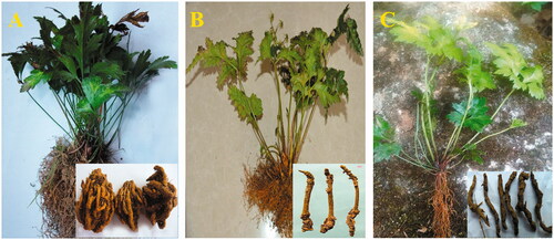 Figure 1. The whole plants and rhizomes of C. chinensis (A), C. chinensis (B) and C. teeta (C).