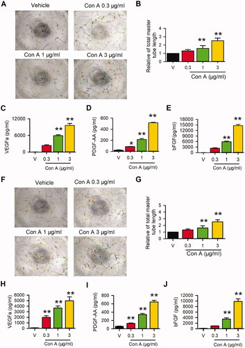 Figure 1. Effects of Con A on angiogenic activity in HUVECs and EA.hy926 cells. Images of Matrigel tube formation of Con A (0.3, 1, 3 μg/mL, 6 h)-treated HUVECs (A) and EA.hy926 cells (F), and analysis of total master segments length in HUVECs (B) or EA.hy 926 (G) (n = 6). ELISA assay showed the concentrations of VEGFa, PDGFaa, and bFGF, respectively, in the supernatant of HUVECs (C, D, E) and EA.hy926 (H, I, J) (n = 5) (*p < 0.05, **p < 0.01 vs. vehicle).