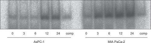 Figure 5. The effect of gemcitabine on NF-κB activation was studied by electrophoretic mobility shift assay. AsPC-1 and MIAPaCa-2 cells were exposed to 30 μM gemcitabine for various periods. At the indicated time, nuclear extracts were prepared and electrophoretic mobility shift assays for NF-κB binding activity were performed. Gemcitabine increased NF-κB binding activity in both cell lines. In AsPC-1 cells, gemcitabine increased NF-κB binding activity between 12 and 24 h. On the other hand, in MIAPaCa-2 cells, gemcitabine increased NF-κB binding activity as early as 3 h.