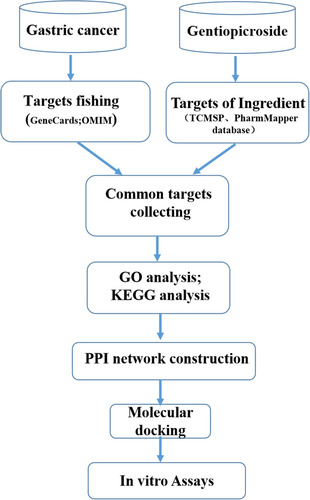 Figure 1 Workflow for the identification potential mechanism of Gentiopicroside in treating gastric cancer.