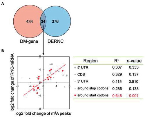 Figure 5. Correlation between m6A regulation and translational control, in the comparison of HFD versus control. (A) Venn diagram of differentially m6A methylated genes (DM-genes) and differentially expressed RNC-mRNAs (DERNCs), 34 genes were overlapping. (B) For 34 overlapping genes categorized into 5 transcript segments based on their m6A peaks locations, correlation analysis of fold changes of m6A peaks and fold changes of RNC-mRNA abundance in each category