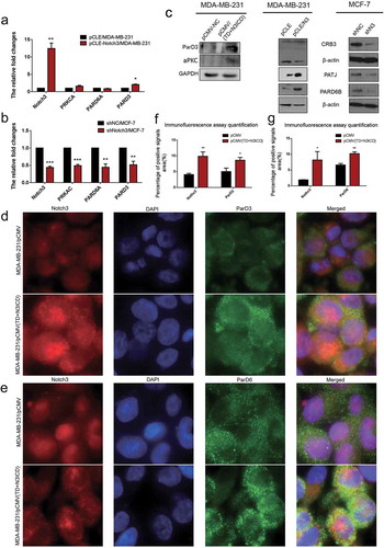 Figure 4. Ectopic overexpression of TD+N3ICD upregulates the expression of PAR-3-aPKC-PAR-6 complex components and promotes their appropriate localization. (a) Effects of Notch3 overexpression on expression levels of PAR-3-aPKC-PAR-6 complex in MDA-MB-231 breast cells by using qRT-PCR. (b) Effects of Notch3 knockdown on expression levels of PAR-3-aPKC-PAR-6 complex in MCF-7 breast cells by using qRT-PCR. (c) Effects of Notch3 knockdown or overexpression on expression levels of PAR-3-aPKC-PAR-6 complex in MCF-7 or MDA-MB-231 breast cells, respectively, by using western blotting. (d) Double-label immunofluorescence staining of Notch3 (red color) and ParD3 (green color) in MDA-MB-231/pCMV and MDA-MB-231/pCMV-(TD+ N3ICD) cells, 40 ×. (e) Double-label immunofluorescence staining of Notch3 (red color) and ParD6 (green color) in MDA-MB-231/pCMV and MDA-MB-231/pCMV-(TD+ N3ICD) cells, 40 ×. (f) Quantification of positive ParD3 signals by calculating the positive area combined with the signal intensity. (g) Quantification of positive ParD6 signals by calculating the positive area combined with the signal intensity. Data are presented as the mean ± SD of three independent experiments, and asterisks indicate statistical significance (*, p < 0.05; **, p < 0.01; ***, p < 0.001).