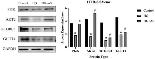 Figure 5. Effect of AS on protein expressions of signalling molecules in PI3K/AKT pathway. *p < 0.05 compared with control group; #p < 0.05 compared with HG group.