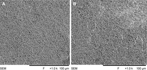 Figure 9 SEM images of functionalized (A) PVA membrane and (B) PVA/mPE/PA nanocomposites after 7 days.Abbreviations: mPE, metallocene polyethylene; PA, plectranthus amboinicus; PVA, polyvinyl alcohol; SEM, scanning electron microscopy.