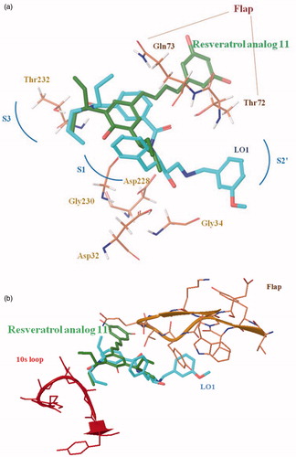 Figure 4. (a and b) Best binding pose of resveratrol analog 11 (green) and pose of crystallographic structure of LO1 (blue) in the active site of the enzyme.