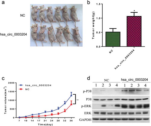 Figure 7. The effect of hsa_circ_0003204 on CC progression in vivo. (a) Subcutaneous xenografts excised from nude mice. (b) Bar graph shows tumor weight at the endpoint of the experiment. (c) The tumor growth curves. (e) Western blot analysis verified MAPK pathway regulated by hsa_circ_0003204. All data were expressed as mean ± standard deviation for three replicate determination. Student’s t-test was used for data analysis, p < .05 was considered statistically significant difference