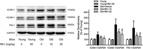 Figure 3. Rb1 reduced cellular adhesion molecule expression in aged mouse thoracic aortas. Western blot analysis of ICAM-1, VCAM-1 and PAI-1 expression in thoracic aorta tissues. The data are expressed as the mean ± SD. **p < 0.01 vs. the Young group; #p < 0.05, ##p < 0.01 vs. the Old + Vehicle group.