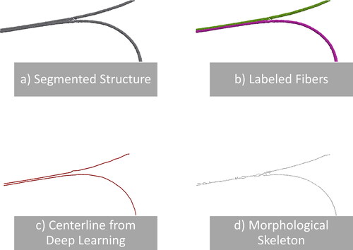 Figure 1. Two fibers cut out from nonwoven sample C are shown in image (a). The fibers are parallel and touch each other over a long distance. The result of labeling the individual fibers with our method is shown in image (b). The two fibers are correctly separated. The extracted fiber centerlines using the neural network approach are visualized in image (c). In contrast, the centerlines, as created by skeletonization, are shown in image (d).
