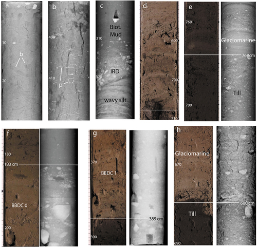 Figure 5. Examples of key lithofacies in cores 49CC, 59CC, and 64PC. (a) X-radiograph of bioturbated mud from 0 to 30 cm in 49CC, b = examples of burrows. (b) X-radiograph of bioturbated mud, examples of pyritized burrows = p, 390–420 cm in 49CC. (c) X-radiograph of transition to bioturbated mud marking open Parry Channel in 59CC, 300–330 cm. (d) Photograph showing transition from very dark brown glaciomarine sediments to tan calcareous pebbly mud of BBDC 1; 59CC 690–710 cm. (e) Transition from very dark brown till to very dark brown glaciomarine sediments in 59CC 755–784 cm, photo, left and x-radiograph, right. (f) Transition from tan calcareous pebbly mud of BBDC 0 to bioturbated mud in 64PC, 173–205 cm, marking opening of Parry Channel. (g) Very dark gray pebbly mud transition to tan calcareous pebbly mud of BBDC 1 at 385 cm in 64PC interval from 361 to 392 cm shown in photo, left, and x-radiograph, right. (h) Abrupt transition at 680 cm in 49CC from very dark brown till to tan calcareous pebbly mud of BBDC 0 marking the start of glaciomarine sedimentation after iceberg scour to till; shown is interval from 660 to 690 cm with photo, left, and x-radiograph, right.