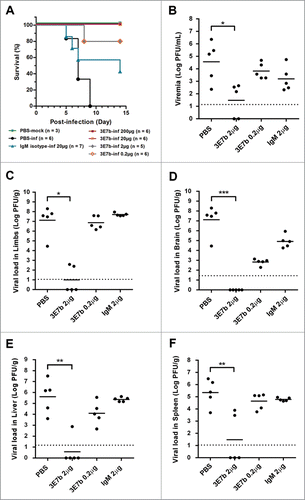 Figure 6. Prophylactic evaluation of mAb 3E7b against CHIKV-induced lethality in a neonate mouse model. Five-day oldBALB/c mice were intraperitoneally (i.p.) injected with PBS, IgM isotype or mAb 3E7b at 24 h and 8 h prior to infection with CHIKV of 4 × 10Citation5 PFU via i.p. injection route. Infected mice were then monitored daily for their (A) survival and other clinical symtoms of CHIKV disease. Kaplan-Meier survival curves of the respective mAb dose are plotted and statistically analyzed by log-rank test (Graphpad prism 6). (B–F) Neonate mice were subjected to the same treatment and infection regimen as described. Serum and various tissues of infected mice were harvested at day 2 p.i and quantitated by CHIKV titer in standard plaque assay. Thick line represents the mean virus titer and dashed line indicates the limit of the detection in which data points on the x-axis refer to zero virus titer from zero plaque. Kruskal-Wallis test was performed across all treatment followed by a Dunn's post test to PBS infected control. Statistical significance is defined as *p < 0.05 and **p < 0.01 (GraphPad Prism 6).