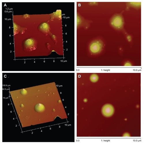 Figure 2 Scan Asyst mode atomic force microscopic images of PEGylated OA liposomes. (A and B) Without Tween-80 and (C and D) with 0.2% (v/v) Tween-80 as a surfactant.Abbreviations: OA, oleanolic acid; PEG, polyethylene glycol.