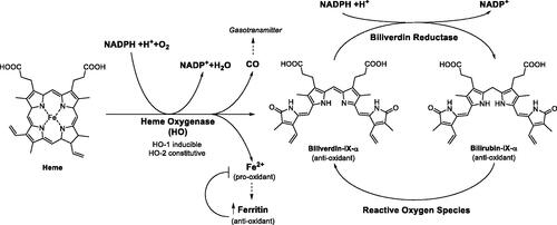 Figure 3. Bilirubin biosynthetic pathway and antioxidant mechanism.