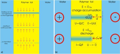 Figure 1. (a) The effects of polymer swelling by water uptake on the nature of the “water wire” within a latent track; (b) explanation of the charge accumulation with subsequent discharge along an obstacle within a water-filled track (Citation3, Citation5, Citation10). The thickness d of the remaining foil segment separating the etched track from the opposite surface is given by d = U/E, with E being the breakthrough field strength – for PET it is 19–160 V/µm.