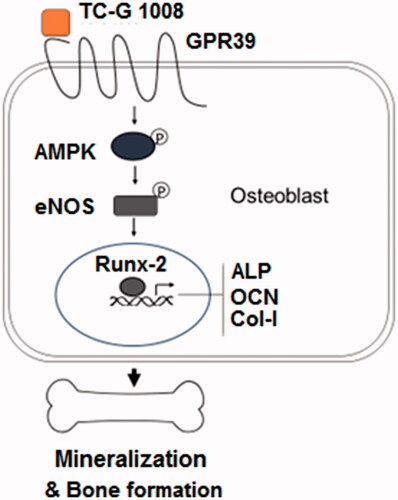 Figure 10. A representative schematic of the molecular mechanisms.