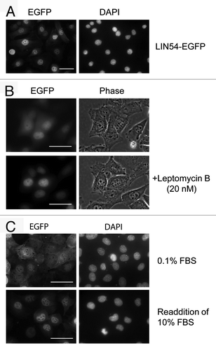 Figure 2. Subcellular localization of LIN54. (A) GC-1 cells were infected with recombinant adenovirus expressing wild-type LIN54-EGFP. At 24 h after infection, the cells were fixed and EGFP-fused proteins were detected using fluorescent microscope. Nuclei were stained with DPAI. (B) The upper panels show examples of cytoplasmic localizations of LIN54. The lower panels are the result of observing the same field of view shown in the upper panels after leptomycin B treatment. Leptomycin B treatment (20 nM) was performed for 4 h. The phase panels show the corresponding field visualized by phase-contrast microscopy. (C) GC-1 cells were cultured in 0.1% FBS for 48 h and then infected with the recombinant adenovirus. After infection, cells were cultured in 0.1% FBS for 24 h and then LIN54-EGFP was detected. Serum-starved cells were stimulated with serum for 10 h. The scale bar is 50 μM.