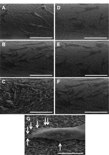 Figure 9 Representative scanning electron microscopy images of cell attachment on Fbg fibers. Images A, B, and C are FN-grafted Fbg fibers showing fibroblast cell attachment and proliferation after 24 hours, 3 days, and 5 days, respectively. Images D, E, and F are bare Fbg fibers after 24 hours, 3 days, and 5 days of fibroblast proliferation, respectively, (scale bar: 100 μm). Image G shows single-cell attachment with fiber pore structures (denoted by white arrows; Scale bar: 50 μm).