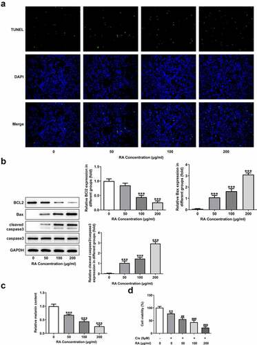 Figure 2. Effects of RA on apoptosis, cellular melanin content and Cis sensitivity of melanoma cells. (a-c), A375 cells were exposed to 0, 50, 100 and 200 μg/ml RA for 48 h, then cell apoptosis was observed by TUNEL staining (a); the expression of proteins involved in apoptosis including Bcl-2, Bax and cleaved-caspase3 was detected by western blot (b); the cellular melanin content was measured (c). ***P < 0.001 vs 0 group. D, A375 cells were pre-treated with 0, 50, 100 and 200 μg/ml RA for 24 h, followed by 8 μM Cis co-treatment for another 24 h, then cell viability was detected. **P < 0.01 vs 0 μg/ml RA group; ##P < 0.01 and ###P < 0.001 vs Cis + 0 μg/ml RA group