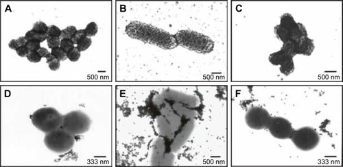 Figure 5 TEM images of (A) VRE, (B) PDRAB, and (C) VRSA produced after incubation with Au@van in PBS. TEM images of (D) VRE, (E) PDRAB, and (F) MRSA produced after incubation with unmodified gold nanoparticles in PBS.Notes: Copyright © 2007. Future Medicine Ltd. Reproduced from Huang W, Tsai P, Chen Y. Functional gold nanoparticles as photothermal agents for selective-killing of pathogenic bacteria. Nanomedicine. 2007;2(6):777–787.Citation24Abbreviations: MRSA, methicillin-resistant Staphylococcus aureus; PBS, phosphate-buffered saline; PDRAB, pandrug-resistant Acinetobacter baumannii; TEM, transmission electron microscopy; VRE, vancomycin-resistant enterococci; VRSA, vancomycin-resistant Staphylococcus aureus.