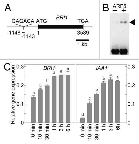 Figure 1. Auxins increase the expression of BRI1 in Arabidopsis. (A) Genomic structure of ArabidopsisBRI1. An inverted AuxRE sequence (GAGACA) was found in the promoter region of BRI1 at positions -1148 to -1143 (taking the translation initiation site as +1). (B) Recombinant Arabidopsis ARF5 protein binds to a BRI1 promoter fragment containing AuxRE. Arrowhead indicates the ARF5-DNA complex. (C) Quantitative RT-PCR analysis of BRI1 and IAA1 expression in one-week-old Arabidopsis seedlings treated with 20 μM IAA. Numbers under the bars indicate the time after IAA treatment. Expression levels were normalized against the values obtained for TUBULIN. Values are the means ± SD of three biological repeats. Bars labeled with different letters differ significantly (Tukey HSD test, p < 0.05).