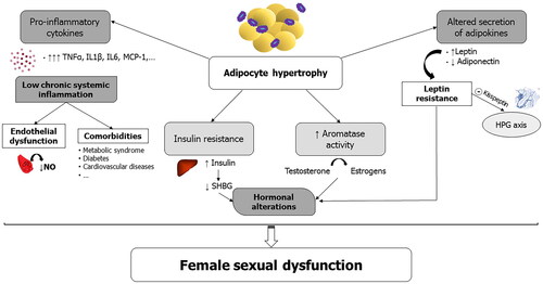 Figure 2. Main inflammatory and endocrine factors likely involved in female sexual dysfunction (FSD) associated with obesity. HPG, hypothalamic–pituitary–gonadal; IL6/1β, interleukin-6/1β; MCP-1, monocyte attractant protein-1; NO, nitric oxide; SHBG, sex hormone binding globulin; TNFα, tumor necrosis factor-α.