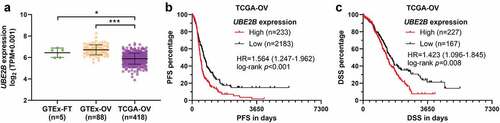 Figure 1. Higher UBE2B expression was linked to a poorer prognosis of ovarian cancer. (a) The expression of UBE2B in the normal fallopian tube (GTEx-FT, n = 5) and ovary tissues (n = 88) (GTEx-OV) and ovarian cancer tissues in TCGA-OV (n = 418). (b,c) K-M survival curves were generated to detect the difference in PFS (b) and DSS (c) between patients with high and low UBE2B expression, using the best cutoff value (Youden Index) identified in ROC analysis.
