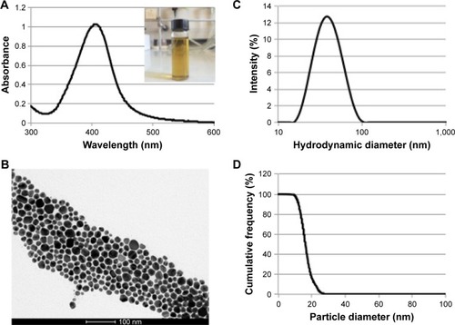Figure 1 AgNPs characterization.Notes: (A) Plasmon band position of AgNPs by UV–vis absorption spectroscopy and AgNPs colloidal solution (inset); (B) TEM image of AgNPs suspended in water, scale bar: 100 nm. AgNPs size distribution evaluated by (C) DLS in 1 mM citrate and (D) DCS in a sucrose gradient.Abbreviations: AgNPs, silver nanoparticles; DCS, differential centrifugal sedimentation; DLS, dynamic light scattering; TEM, transmission electron microscopy; UV–vis, ultraviolet–visible.