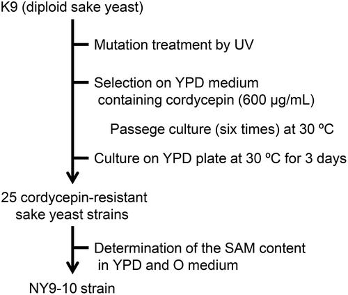 Figure 1. Strategy of breeding of a high-SAM-accumulating sake yeast strain.