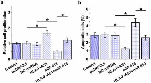 Figure 5. Analysis of the role of HLA-F-AS1 and miR-613 in the proliferation and apoptosis of COV434 cells.