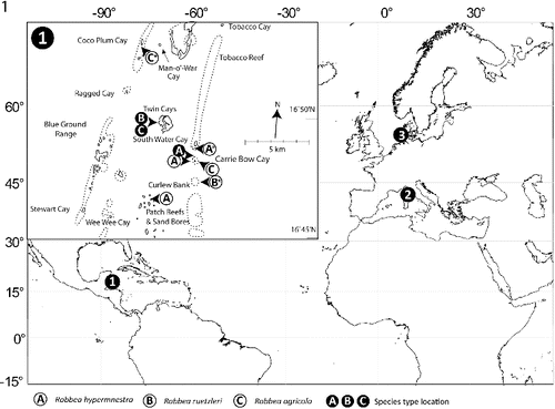 Fig. 1. Map showing sampling locations for the nematodes used in this study. 1, Carrie Bow Cay, Belize; 2, Elba, Italy; and 3, Sylt, Germany. Insert shows detailed locations in the vicinity of Carrie Bow Cay where the three new Robbea species were found. Asterisks mark the sampling locations of the individuals that were used for sequencing.