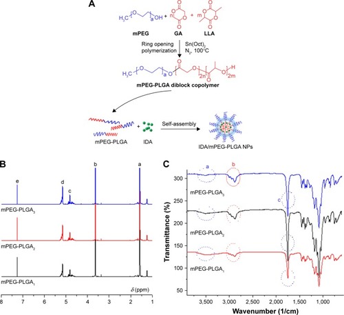 Figure 1 (A) Synthesis route of mPEG-PLGA diblock copolymer and schematic diagram of preparation of IDA/mPEG-PLGA NPs. (B) 1H NMR characterization of mPEG-PLGA diblock copolymers. (C) FTIR spectra of three kinds of mPEG-PLGA diblock copolymers.Abbreviations: GA, glycolide; IDA, idarubicin; LLA, l-lactide; mPEG, methoxy poly(ethylene glycol); mPEG-PLGA, mPEG-b-poly(LLA-co-GA); NPs, nanoparticles.