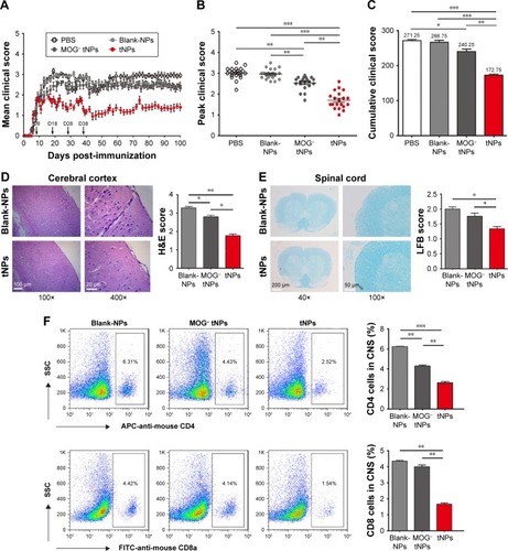 Figure 3 Infusions of tNPs durably ameliorated EAE and reduced local autoimmune responses.Notes: The active EAE mice induced by MOG35–55 peptide were randomized into four groups and administered via tail vein with PBS, blank-NPs, MOG− tNPs and tNPs, respectively, on days 8, 18, 28 and 38. (A) Mean clinical scores, (B) peak clinical scores from days 18 to 21 and (C) average cumulative clinical scores on day 100 of each treatment group are presented. Brain and spinal cord tissues were isolated from each group on day 100. (D) Representative H&E staining images of brain sections from blank-NPs and tNPs groups. The numbers of inflammatory cells are displayed in histograms. (E) Representative LFB staining images of spinal cord sections from blank-NPs and tNPs groups. The demyelination scores in each group are displayed. (F) Frequencies of CD4+ and CD8+ T cells in the cell suspensions of CNS tissues were determined by flow cytometry for blank-NPs, MOG− tNPs and tNPs groups. n=5 mice per group. *p<0.05, **p<0.01, ***p<0.001.Abbreviations: APC, allophycocyanin; CNS, central nervous system; EAE, experimental autoimmune encephalomyelitis; FITC, fluorescein isothiocyanate; LFB, Luxol Fast Blue; NPs, nanoparticles; SSC, side scatter; tNPs, tolerogenic nanoparticles.