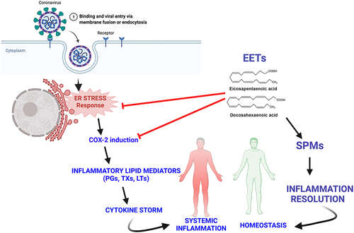 Figure 3 An interplay of pro-and anti-lipid mediators in mediating the cytokine storm and the potential therapeutic role of specialized pro-resolving mediators (SPMs) in the resolution of inflammation during SARS CoV-2 infection.