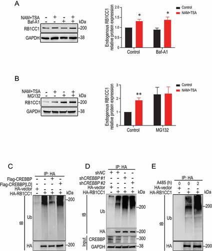 Figure 4. Acetylation of RB1CC1 increases its stability by inhibiting ubiquitin-dependent degradation. (A and B) MCF7 cells were treated with autophagy inhibitor Baf-A1 (200 nM for 4 h) (A) or proteasome inhibitor MG132 (10 μM for 6 h) (B) in the presence or absence of a combination of inhibitors for HDACs (all 3 classes) NAM (5 mM for 4 h) and TSA (0.5 μM for 16 h). Cell lysates were then analyzed by immunoblotting with different antibodies, as indicated. The right graph shows quantification of relative levels of RB1CC1 signals normalized to un-treated samples (means ± SEM; n = 3 biologically independent samples). *P < 0.05; **P < 0.01. (C) MCF7 cells were co-transfected with expression vector for HA-RB1CC1, GFP-tagged ubiquitin, and vectors encoding Flag-tagged CREBBP or CREBBP[LD], as indicated. Following treatment of cells with 10 μM MG132 for 6 h, cell lysates were immunoprecipitated by anti-HA and analyzed by immunoblotting with a ubiquitin antibody (Ub) or anti-HA antibody. (D) MCF7 cells were co-transfected with expression vector for HA-RB1CC1, GFP-tagged ubiquitin, and vectors encoding 2 different shRNA for CREBBP, as indicated. Following treatment of cells with 10 μM MG132 for 6 h, cell lysates were immunoprecipitated by anti-HA and analyzed by immunoblotting with a ubiquitin antibody (Ub) or anti-HA antibody. Cell lysates were also analyzed directly by antibodies for CREBBP and GAPDH (bottom two panels). (E) MCF7 cells were co-transfected with expression vector for HA-RB1CC1 and GFP-tagged ubiquitin. Following treatment of cells with 10 μM MG132 for 6 h with or without CREBBP inhibitor A485 (10 μM) for 2 h, cell lysates were immunoprecipitated by anti-HA and analyzed by immunoblotting with a ubiquitin antibody (Ub) or anti-HA antibody.