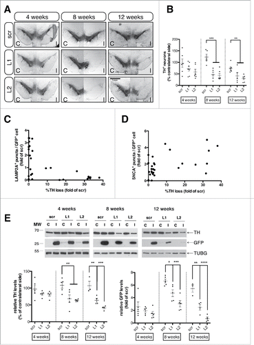 Figure 6. Selective LAMP2A downregulation causes progressive loss of dopaminergic neurons in the rat substantia nigra. (A) Representative TH-immuno-labeled nigral coronal images of animals injected with sh-scr (top row), sh-Lamp2a L1 (middle row), or sh-Lamp2a L2 (bottom row), across 4-, 8-, and 12-wk post-injection. Scale bar: 1 mm. (B) Stereological quantification of numbers of TH+ neurons in the ipsilateral (I) SNpc as a percent of the contralateral (C) control hemisphere in all animals (**, p < 0.01; ***, p < 0.001; n = 6/group). (C) Cross-correlation analysis of the average number of the LAMP2A+ puncta/GFP+ cell and the percent loss of TH+ neurons in the ipsilateral SNpc relative to the contralateral control side, for every animal injected with L1 or L2 rAAVs across all time points (ρ = −0.40, p = 0.001; n = 27). (D) Correlation analysis of the SNCA+ puncta/GFP+ cell and the percent loss of TH+ neurons relative to the contralateral hemisphere for every animal injected with L1 or L2 rAAVs across all time points (ρ = 0.51, p = 0.004; n = 28). (E) Representative western immunoblots for TH, GFP and TUBG (loading control) in the contralateral (C) and ipsilateral (I) ventral midbrain of scr, L1 and L2 rAAV-injected animals are shown in the upper panels and quantifications of TH and GFP levels are shown in the bottom panels, at 4-, 8- and 12-wk post-injection (*, p < 0.05; **, p < 0.01; n = 5 animals/group, one-way ANOVA).