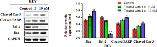 Figure 8 2 inhibited apoptosis-related proteins expressions in the HEY cells. The protein expressions proteins (cleaved Cas-3, cleaved PARP, Bcl-2, and Bax) were detected using Western blot. Data were shown as mean ± SD. *p<0.05, **p<0.01 versus the control group.