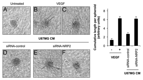 Figure 6 Repression of NRP2 in tumor cells induces in vitro angiogenesis. Representative images (left) and statistical summary (right) of 3-dimensional spheroid-based in vitro angiogenesis assays, with HUVEC spheroids either left untreated or treated with VEGF (5 ng/ml) or CM from U87MG cells transfected with either control or a pool of four NRP2 siRNAs. Extensive endothelial outgrowth can be observed in spheroids treated either with VEGF and CM from U87MG cells transfected with NRP2 siRNA.