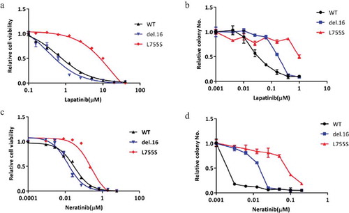 Figure 2. HER2-L755S is highly resistant to both reversible and irreversible TKIs. (a and b) The dose response of indicated MCF10A cells to lapatinib treatment in monolayer for 4 days (a) and in soft-agar for 14 days (b). (c and d). The dose response of indicated MCF10A cells to neratinib treatment in monolayer for 4 days (c) and in soft-agar for 14 days (d). Data are expressed as means ± SEM. of three technical replicates.