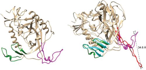 Figure S3 Equilibrated structure of gp120 after 100 ns of simulation (left) and superposition of this “unbound like” conformation with the original (bound) gp120 conformation (right).Notes: Color coding: bridging sheet (terminal parts of V1/V2 loops) in green (“unbound like” configuration) and cyan (bound configuration) and V3 loop in magenta (“unbound like” configuration) and red (bound configuration).
